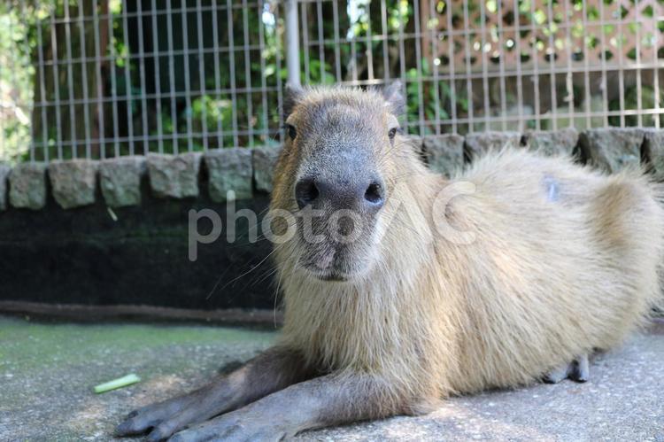 真っ正面を向いてくれたかわいいカピパラ カピパラ,動物,動物園の写真素材