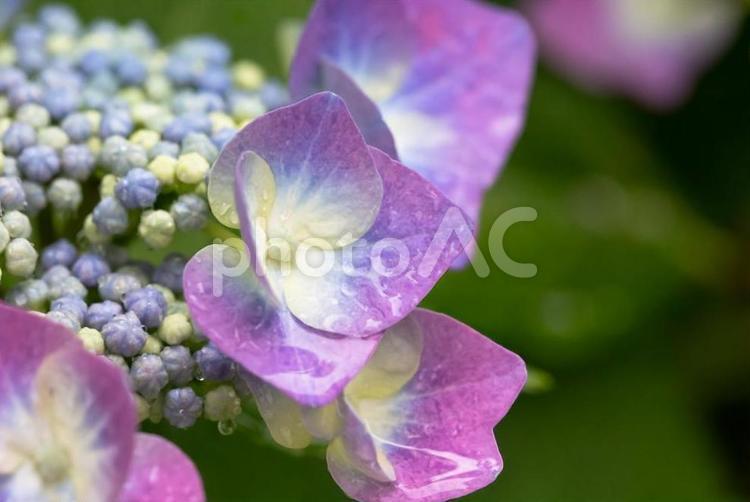 雨に濡れたあじさい 紫陽花,花,梅雨の写真素材