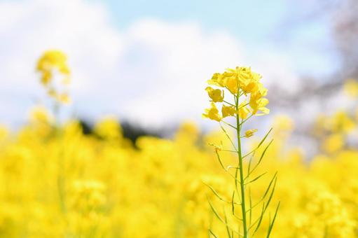 菜の花 菜の花 菜の花,春,黄色の写真素材