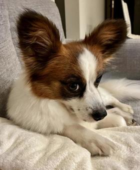 犬の反省 犬の反省の写真