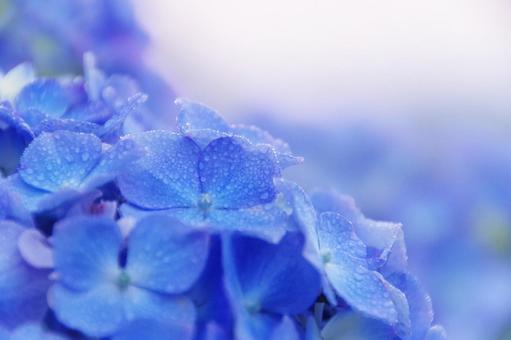 Hydrangea, JPG
