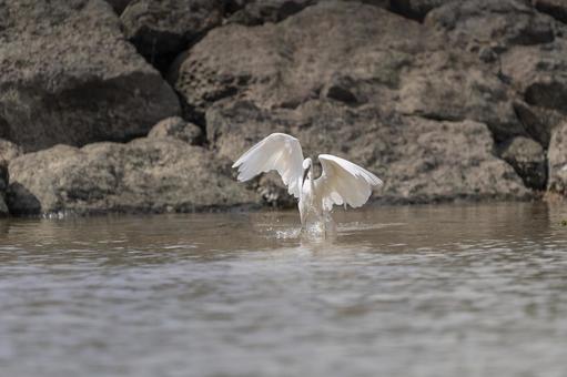 コサギ コサギ コサギ,サギ,シラサギの写真素材