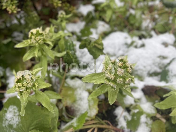 フキノトウ(蕗のとう)と雪 フキノトウ,蕗のとう,蕗の薹の写真素材