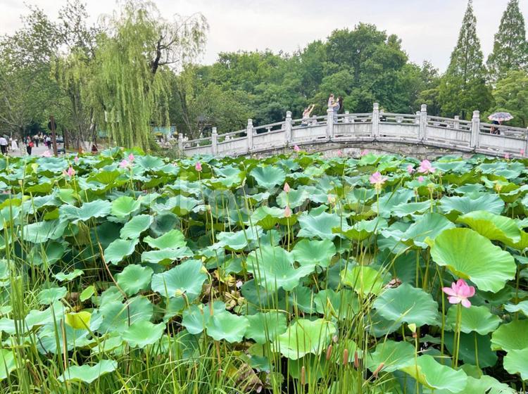 公園散歩 ウォーキング,蓮の花,自然の写真素材