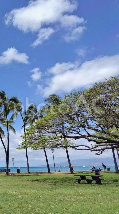 ハワイの海辺の公園 ハワイ,海,公園の写真素材