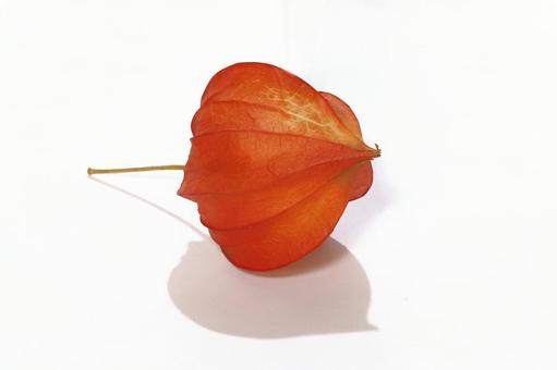 ホオズキの実 ホオズキの実 植物,ほおずき,鬼灯影の写真素材