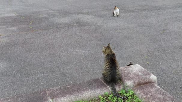 Fluffy and cute cats enjoying the cool evening breeze, JPG