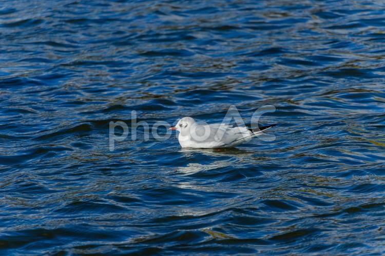 水面に浮かぶユリカモメの静かなひととき ユリカモメ,鳥,野鳥の写真素材