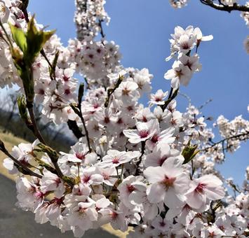 桜の写真 アップ 桜の写真 アップ の写真