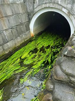 用水路 用水路,川,人工物の写真素材