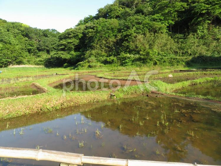 ５月下旬・鎌倉中央公園の水田エリア 田畑,田んぼ,水田の写真素材