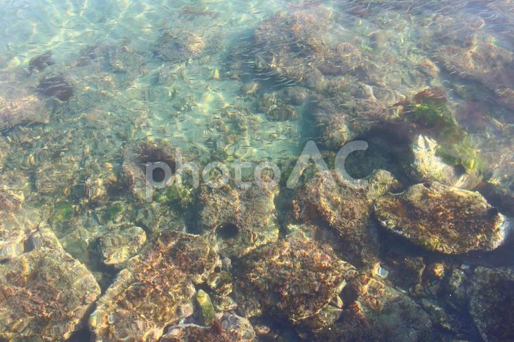 防波堤からの海面　ウニや小魚 海,海面,岩場の写真素材