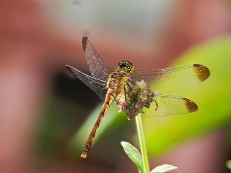 トンボ トンボ,蜻蛉,飛翔の写真素材