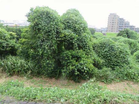 クズに覆われる広葉樹 クズに覆われる広葉樹の写真