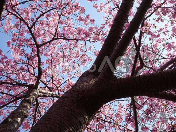 小さな公園の桜-58 公園,小さい,桜の写真素材