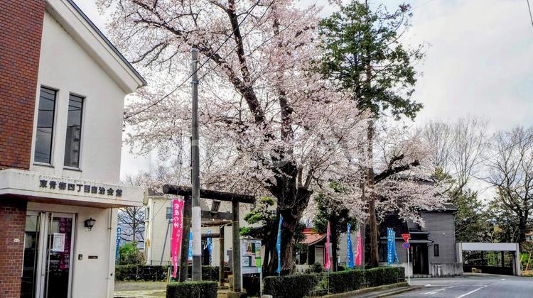 青梅市の春・花曇りの桜＆河辺駅周辺 桜,青梅市,春の写真素材