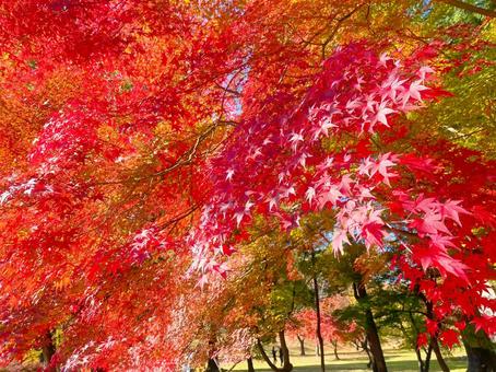 鮮やかな秋の紅葉の写真