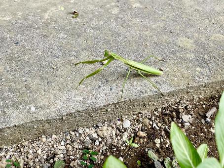 緑のカマキリの写真