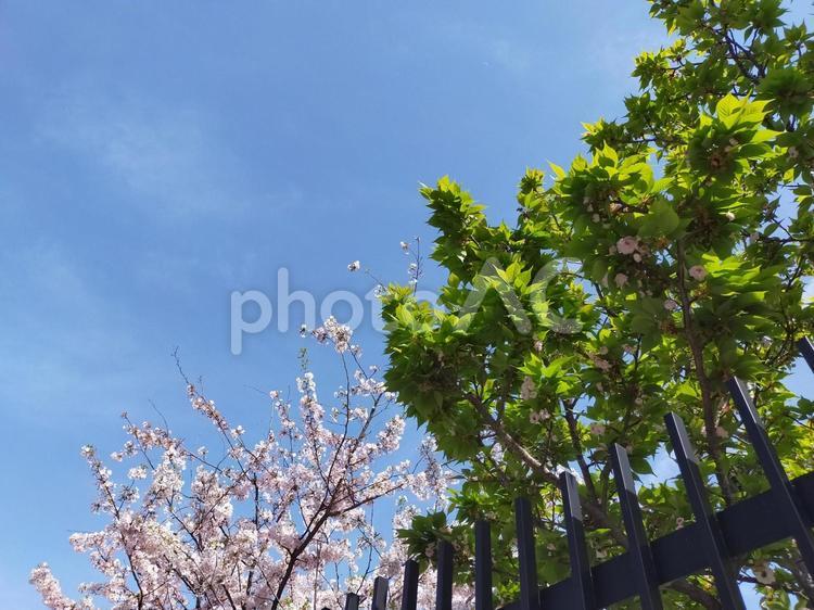 ピンクの桜と緑の葉 桜,桜の花,花見の写真素材
