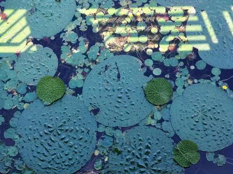 ペンタクルの10 ペンタクルの10の写真