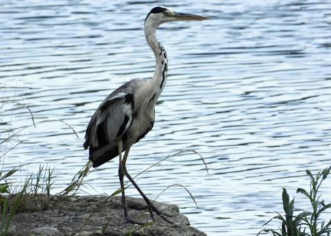 A heron standing by the river, JPG