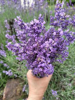 ラベンダー ラベンダーの写真