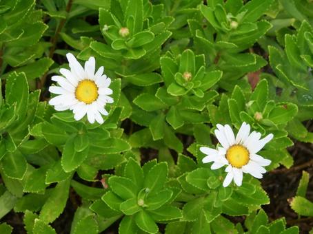 ハマギク(Nippon Daisy) ハマギク(Nippon Daisy) ハマギク,秋,花の写真素材