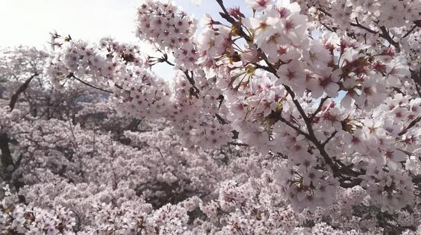 桜　2016　NO2の写真