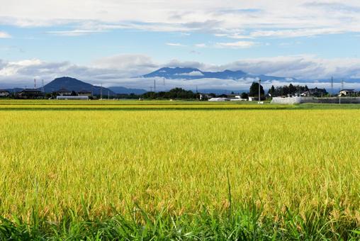 広がる田んぼの写真