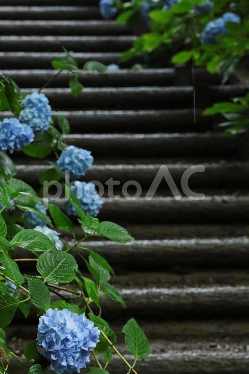 紫陽花のイメージ 紫陽花,アジサイ,あじさいの写真素材
