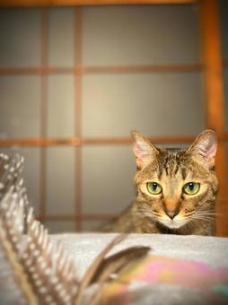 猫 猫の写真