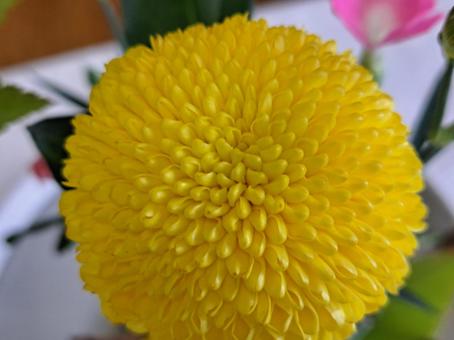 菊５ 自然,冬,菊の写真素材