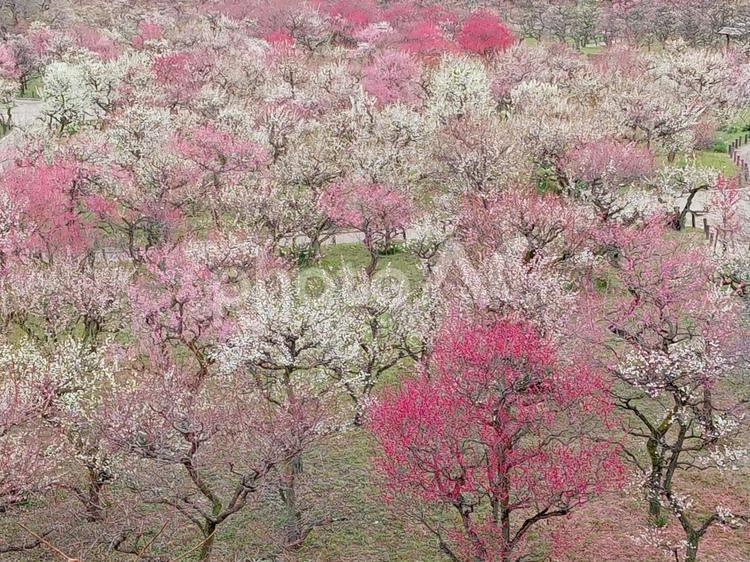大阪城公園の梅林 大阪城公園,公園,梅林の写真素材