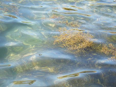 海の海藻 海の海藻の写真