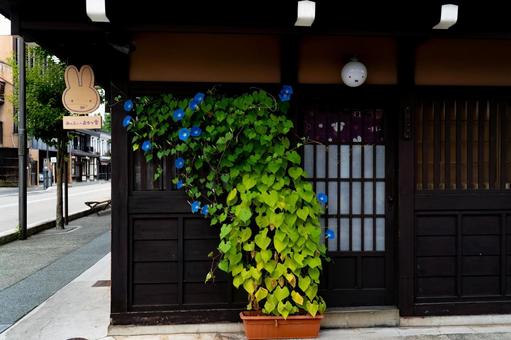 高山市の路地に咲く朝顔 背景,素材,壁紙の写真素材