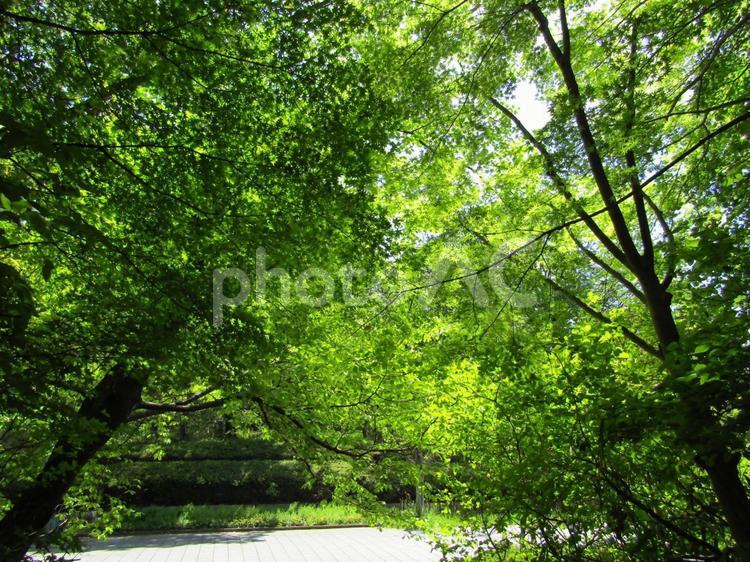 自然の中を散歩 散歩,公園,影の写真素材