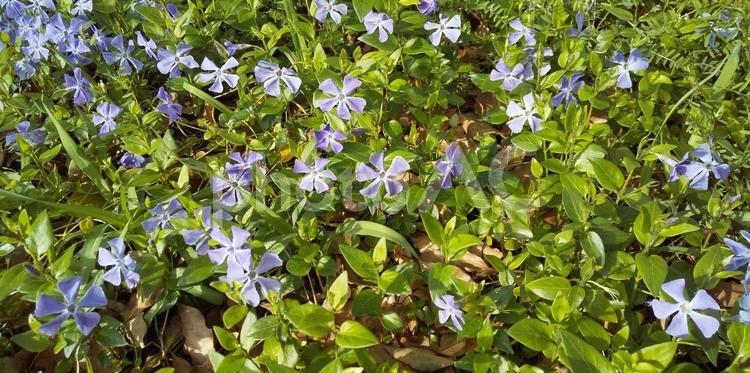 花暦　薄紫のクレチマス？（東京　卯月） 野草,花,小さいの写真素材
