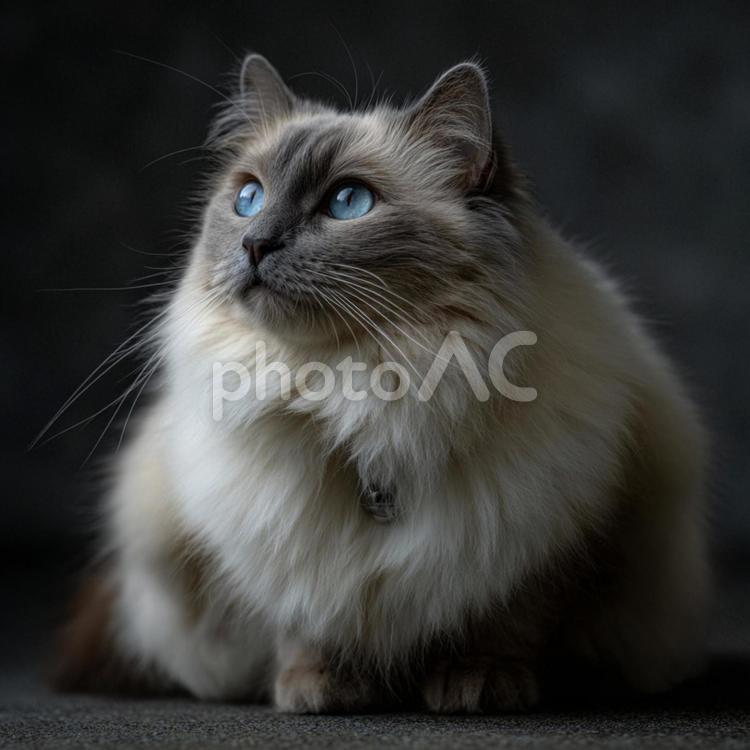 おすわりする白くてもふもふの猫 猫,白,動物の写真素材
