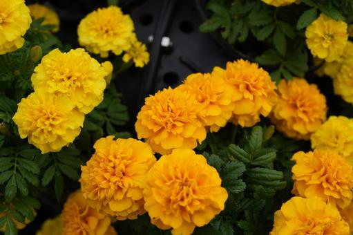マリーゴールド(イエロー) マリーゴールド(イエロー) マリーゴールド,イエロー,黄色の写真素材