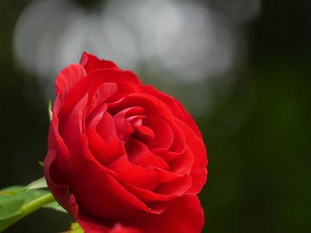 赤い色が鮮明なバラの花 ダブリンベイ② 赤い色が鮮明なバラの花 ダブリンベイ②の写真