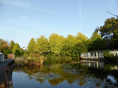 大船フラワーセンター・展示室前の池風景 池,水,水辺の写真素材