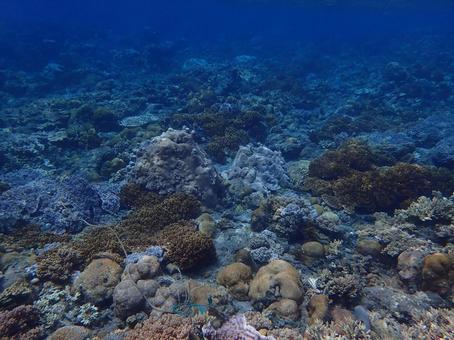 小笠原のシュノーケリング 小笠原,シュノーケリング,シュノーケルの写真素材
