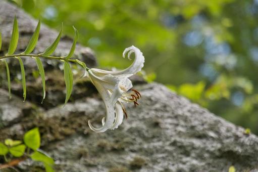 ヤマユリ ヤマユリの写真