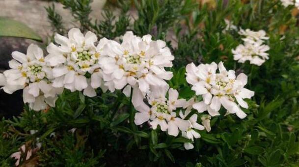 白い花 白い花の写真