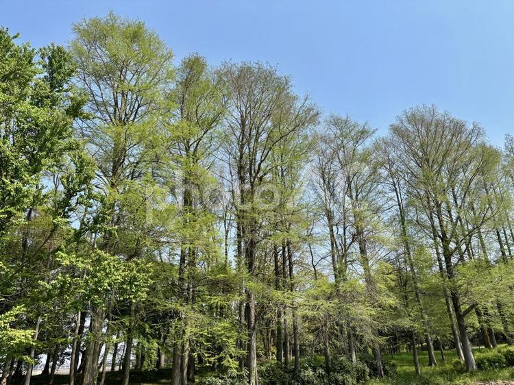 公園の木々 木,木々,樹木の写真素材