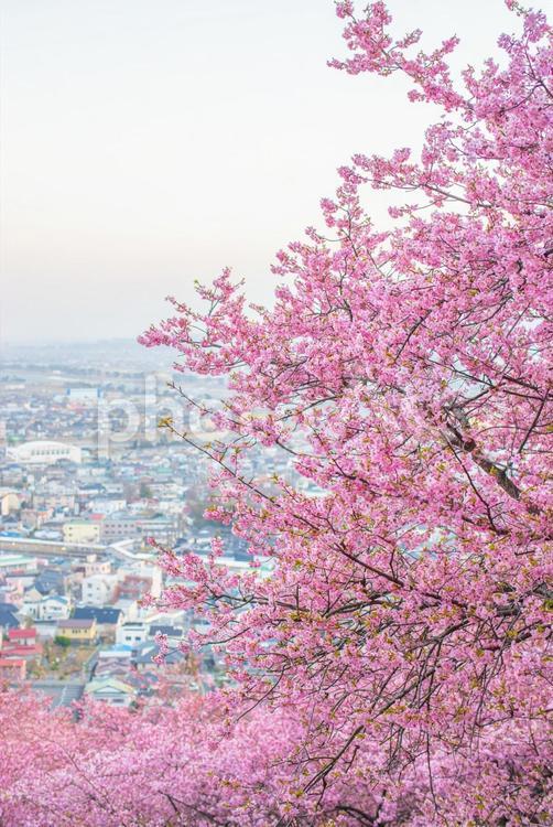 桜と見る街の景色 桜,河津桜,さくらの写真素材