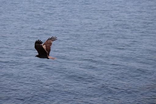青い海面すれすれを飛ぶ鳶のいる海の風景 青い,海面,すれすれの写真素材