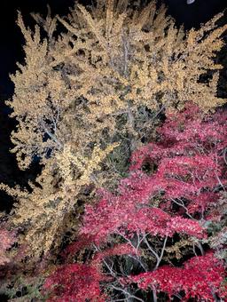 圓教寺　紅葉 圓教寺,紅葉まつり,書写山の写真素材
