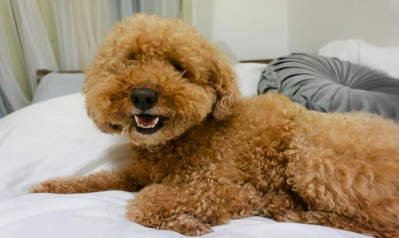 Smiling Toy Poodle 2, JPG