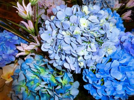 Photo, hydrangea, blue, blue color, 
